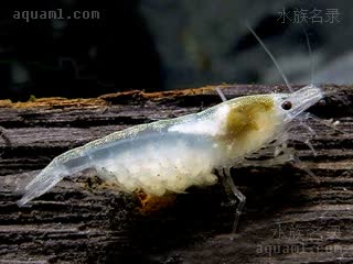 Neocaridina davidi Neocaridina davidi cv.'snow ball'  (雪球虾)