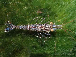 苏拉威西星空虾 Caridina poso 波索米虾  背部