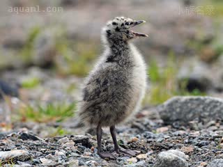  Larus canus 海鸥 幼体 