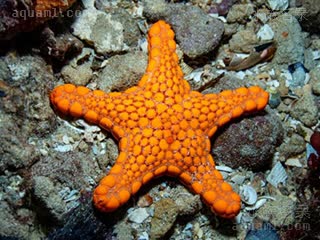 澳洲饼干海星 Pentagonaster duebeni 迪氏五臂海星[暂]  浅橙底暗橙纹个体