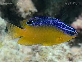 蓝点雀 Pomacentrus grammorhynchus 蓝点雀鲷 幼鱼(2) 
