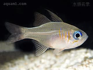 蓝眼银玫瑰 Zoramia leptacantha 小棘狸天竺鲷  饲养于水族箱内时，其发色较难，往往黯淡无光