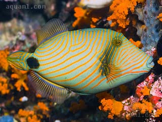 黄纹炮弹 Balistapus undulatus 波纹钩鳞鲀 雌鱼 典型雌鱼，脸部有线纹，“鼻梁”微凹，眼睛较雄鱼稍大