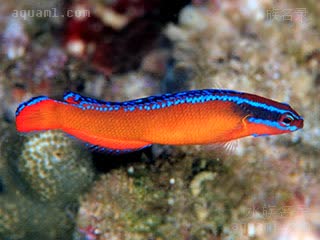 丝绒龙 Pseudochromis aldabraensis 阿岛拟雀鲷  游泳形态