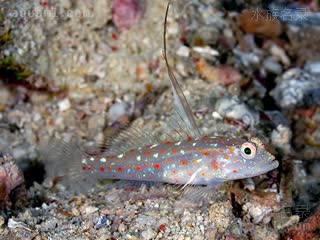 红点天线鰕虎 Ctenogobiops tangaroai 长棘栉眼鰕虎  “天线”竖起状态