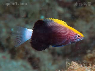 黑点牙医 Bodianus bilunulatus 双带普提鱼 幼鱼(2) 采集自夏威夷