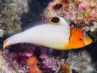 红白鹦哥 Cetoscarus bicolor 青鲸鹦嘴鱼 幼鱼(2) 嘴部浅色区域增大，且开始发黄，背鳍黑斑区域增大