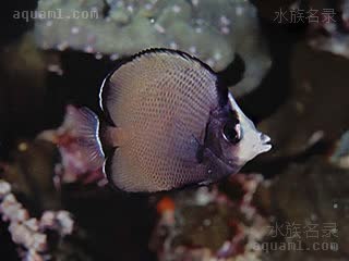 白鼻蝶 Chaetodon nigropunctatus 黑斑蝴蝶鱼 幼鱼 