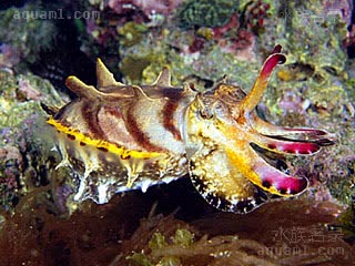 Sepiidae Metasepia tullbergi