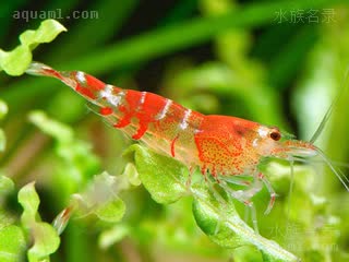 Caridina logemanni Caridina logemanni f.red  (红蜜蜂虾)