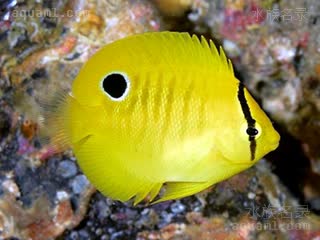 蓝嘴神仙 Apolemichthys trimaculatus 三点阿波鱼 幼鱼(2) 身体后部黑色伪眼开始变小，眼部黑带下半部分开始消失