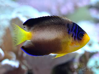 Centropyge multicolor 多彩刺尻鱼