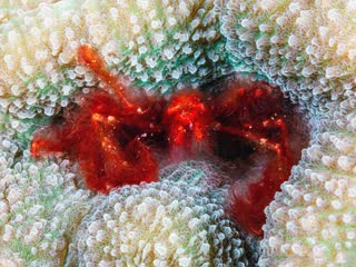  Achaeus japonicus 日本英雄蟹  正面