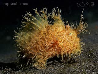 带纹躄鱼 Antennarius striatus