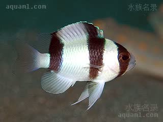 三间魔 Chrysiptera tricincta 三带金翅雀鲷 幼鱼 与成鱼体色相似，各鳍颜色淡一些，腹鳍的白色部分较多