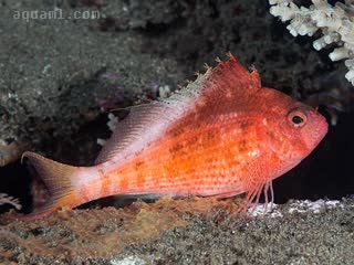 Cyprinocirrhites Cyprinocirrhites polyactis