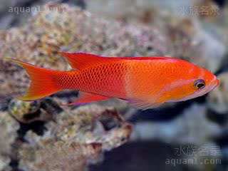  Pseudanthias mica 米卡拟花鮨[暂] 雄鱼 雄鱼体呈橙红色，后部鳞片有褐色边缘