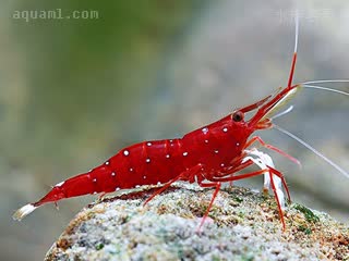 白袜虾 Caridina dennerli 丹纳氏米虾[暂]  偏鲜红色个体