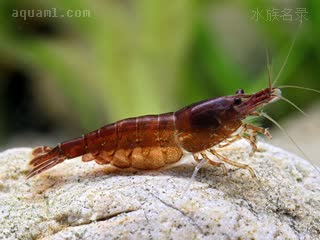 Neocaridina davidi Neocaridina davidi cv.'cocoa'  (可可虾)