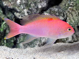 新月宝石 Pseudanthias lunulatus 新月拟花鮨 亚成 