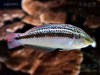 棕带龙 Halichoeres bicolor 双色海猪鱼 雄鱼 