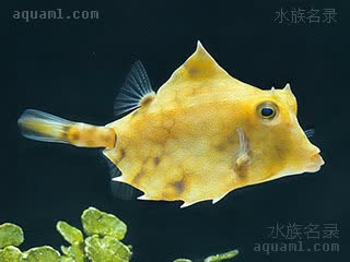 Tetrosomus gibbosus 驼背真三棱箱鲀