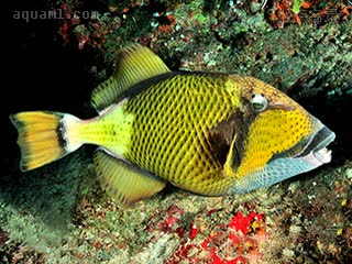 泰坦炮弹 Balistoides viridescens 褐拟鳞鲀 成鱼 