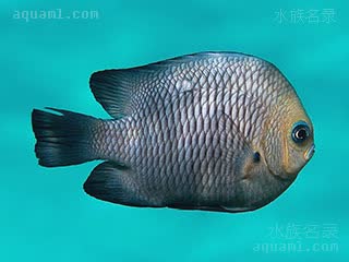 三点白 Dascyllus trimaculatus 三斑宅泥魚 成鱼 身体近圆形，额头白点消失，体色随地理位置与行为可变