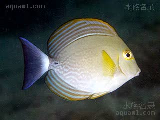 黄鳍吊 Acanthurus xanthopterus 黄鳍刺尾鱼 幼鱼(2) 