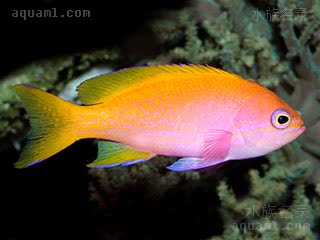 双斑宝石 Pseudanthias bimaculatus 双斑拟花鮨 雌鱼 体呈粉色，鳞上大多具有橙色斑点，背鳍、臀鳍和尾鳍黄色