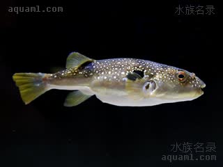 星点东方鲀 Takifugu niphobles 黑点多纪鲀 成鱼 