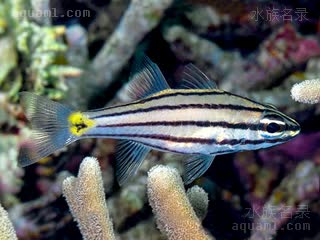 Cheilodipterus Cheilodipterus quinquelineatus