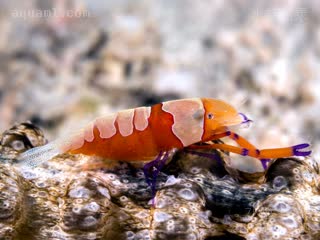 帝王虾 Zenopontonia rex 帝王海星岩虾[暂]  抱卵状态