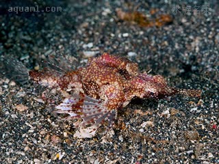 Dactylopteriformes Eurypegasus draconis