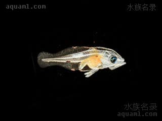 夏威夷深水宝石 Odontanthias fuscipinnis 棕鳍牙花鮨 仔稚鱼(1) 