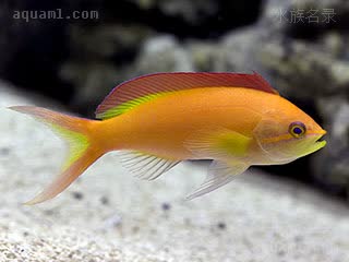 火红宝石 Pseudanthias ignitus 发光拟花鮨 雌鱼 雌性的颜色不及雄性鲜艳，头部为橙色，尾部也是橙色