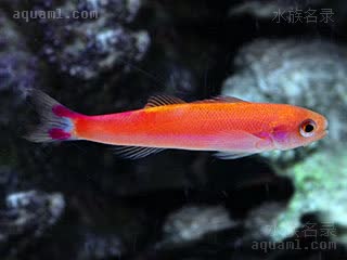 洋红长身宝石 Luzonichthys waitei 双鳍吕宋花鮨  拥有两个背鳍是其最大特点