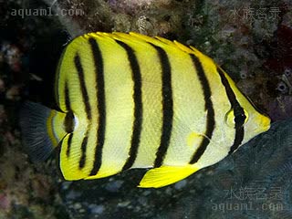 八带蝴蝶鱼 - 八线蝶 Chaetodon octofasciatus