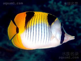 Chaetodon falcula 纹带蝴蝶鱼