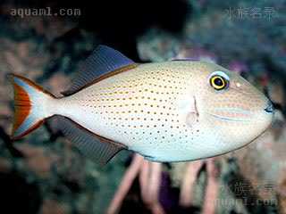 Xanthichthys Xanthichthys ringens