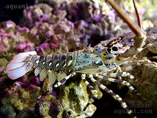 七彩龙虾 Panulirus ornatus 锦绣龙虾 幼虾 