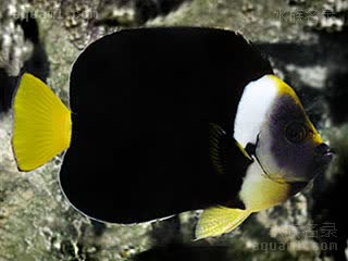 澳洲花面神仙 Chaetodontoplus personifer 罩面荷包鱼 雌鱼 
