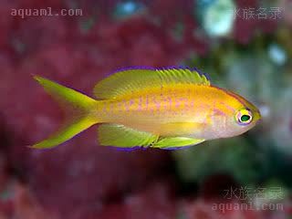 日落宝石 Pseudanthias parvirostris 小吻拟花鮨 幼鱼 与雌鱼体色类似，背鳍、腹鳍及臀鳍带有蓝边