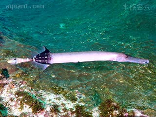  Aulostomus chinensis 中华管口鱼  尾部黑色个体