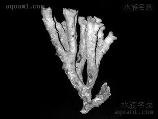 分支蛙卵珊瑚 Fimbriaphyllia paradivisa 拟花散纹叶珊瑚[暂]  标本-高分支群体