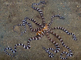 奇蛸 - 斑马章鱼 Wunderpus photogenicus