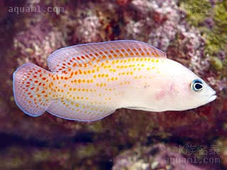 Pholidochromis Pholidochromis cerasina