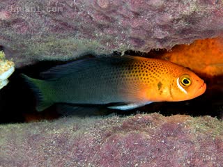 Pseudochromis steenei 史氏拟雀鲷