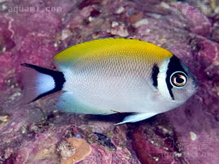 蒙面燕尾神仙 Genicanthus semifasciatus 半纹月蝶鱼 亚成 