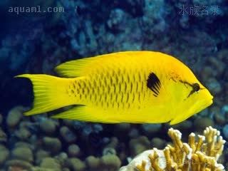 黑点黄雀 Pomacentrus sulfureus 奇雀鲷 成鱼 